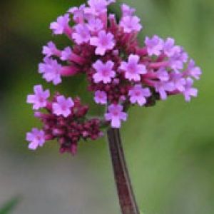 Verbena Bonariensis