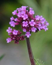 Verbena Bonariensis