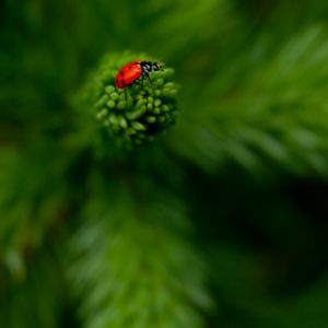 Ladybug 