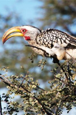 Namibia