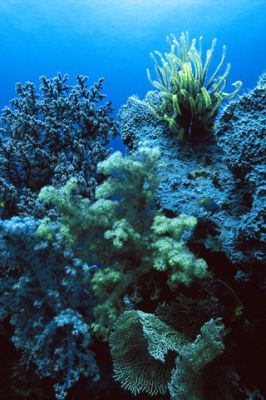 Territory of Coral Sea Islands