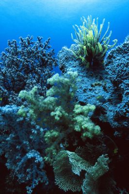 Territory of Coral Sea Islands