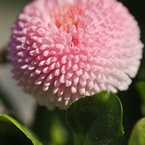 Bellis perennis