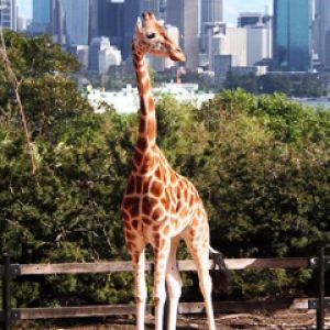 Sydney - Taronga ZOO - Giraffe and City