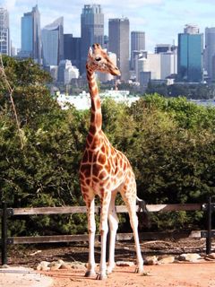 Sydney - Taronga ZOO - Giraffe and City