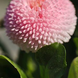 Bellis perennis