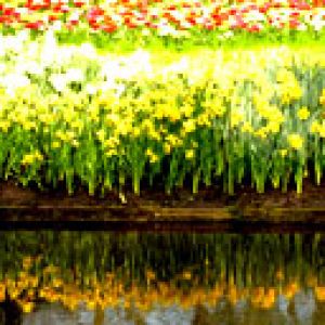 Keukenhof