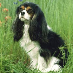 Cavalier King Charles Spaniel