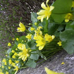La Primavera