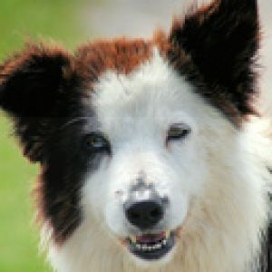 Border Collie 