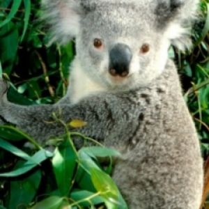 Koala