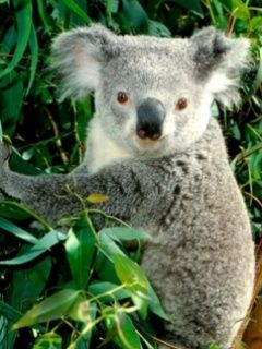 Koala