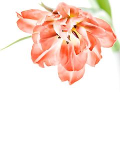 Tulip