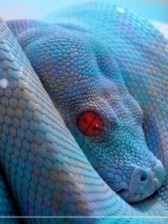 Snake