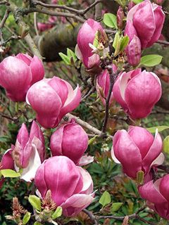 Flowers Magnolia