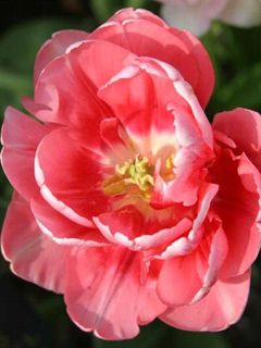 Tulip