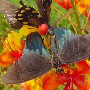 Pride Of Barbados 