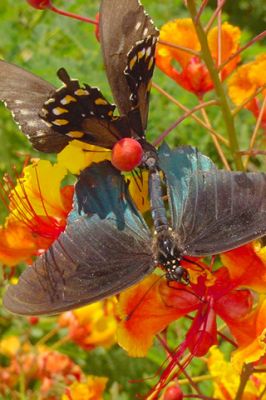 Pride Of Barbados 