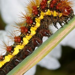 Smeared Dagger Moth