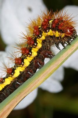Smeared Dagger Moth