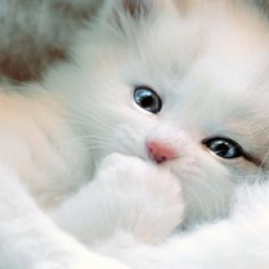 White Kitty