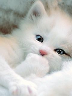 White Kitty