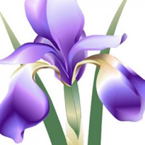 Iris