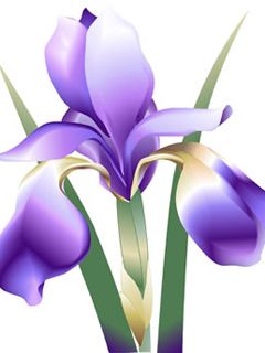 Iris