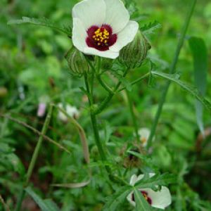 Hibiscus Trionum 