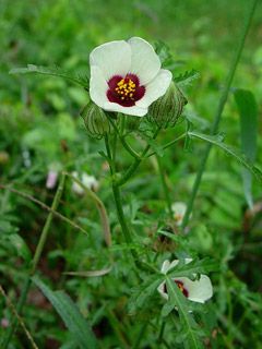 Hibiscus Trionum 