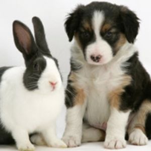 Tricolour Border Collie with Blue Dutch Rabbit 