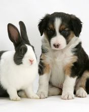 Tricolour Border Collie with Blue Dutch Rabbit 