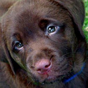 Labrador Puppy