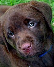 Labrador Puppy