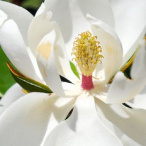 Magnolia