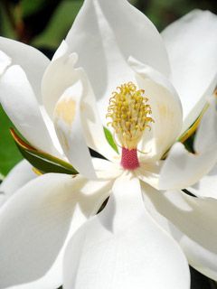 Magnolia