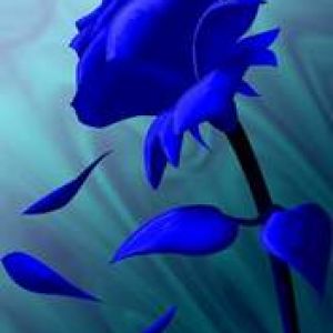 Blue rose