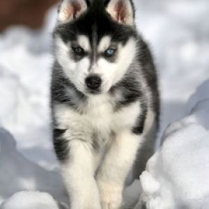 Husky