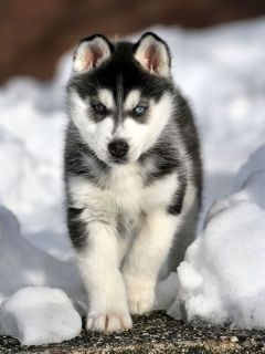 Husky