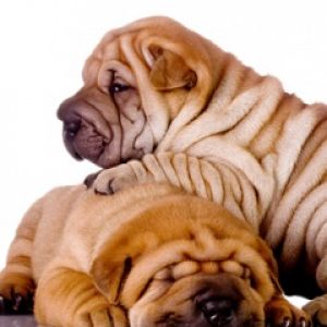 Shar-Pei