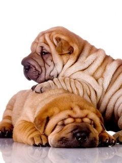 Shar-Pei