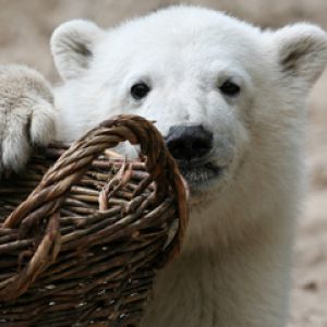 Knut