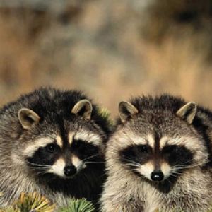 Raccoon