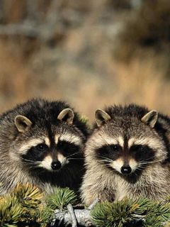 Raccoon