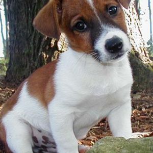 Jack Russell Terrier