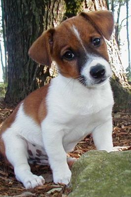 Jack Russell Terrier