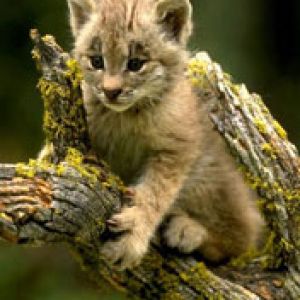Lynx