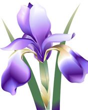 Iris