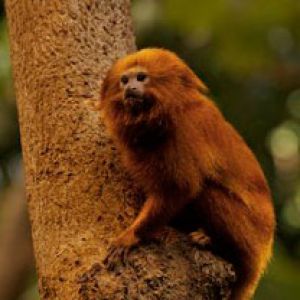 Golden Lion Tamarin