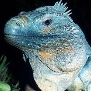 Cayman Blue Iguana